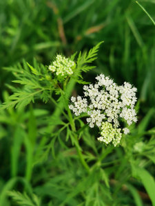 Chất lượng cao cnidium <span class=keywords><strong>monnieri</strong></span> chiết xuất từ quả + chiết xuất cây Sơn-Kết hợp thảo dược chiết xuất thực vật sức khỏe Sản phẩm công thức - Product Image 5