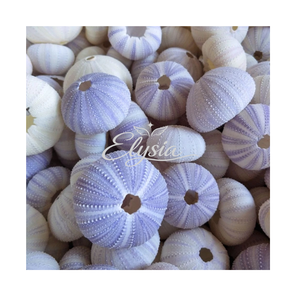 Conchas de Erizo de Mar Naturales en Colores Púrpura, Rosa y Azul, Hechas a Mano, para Manualidades, Decoración Costera, Joyería y Decoración del Hogar - Product Image 3