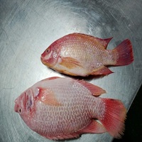Tilapia Rouge Entière Naturelle Tranchée IQF Congelée, Emballage Carton 20kg, Qualité Restaurant & Hôtel, Durée de Conservation 24 Mois