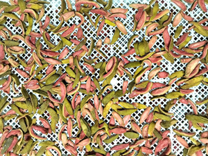 Pink Dried Guava Slices 100% Organic Vacuum Pack 10kg <b>Sour</b> & <b>Sweet</b> Taste Healthy Snack Bulk Wholesale Price Pink Dried Guava - Product Image 3