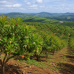Noix de cajou vietnamiennes fraîches de haute qualité, prêtes à être expédiées pour l'exportation - Product Image 5