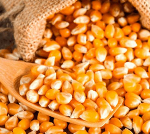 ข้าวโพดคุณภาพสูงส่งออกจำนวนมาก ขายส่ง ไม่ใช่พืช GMO เกรดอาหารพรีเมียม มีสินค้าพร้อมส่ง สำหรับผู้ซื้อทั่วโลก - Product Image 1