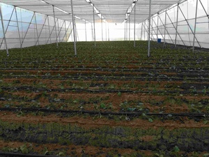 White Polyethylene Greenhouse Cover for Agricultural Use with Cutting Service - Product Image 1