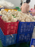 Verse Kokosnoot Gemakkelijk Te Openen Van Vietnam Natuurlijk Zoet Water En Zacht Vlees Verpakt Voor Wereldwijde Supermarkten En Detailhandel