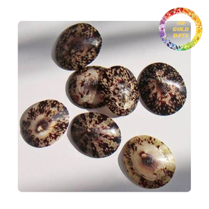 Coquille de limace du Vietnam, matériau naturel pour la décoration de maisons en bord de mer, l'artisanat et la vente en gros - Product Image 2