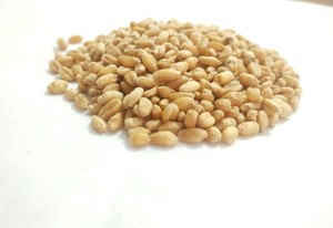 Grano de Trigo de Grado Alimenticio con Alto Contenido de Proteínas para Consumo Humano, Proveedor y Exportador al por Mayor con 24 Meses de Vida Útil - Product Image 2