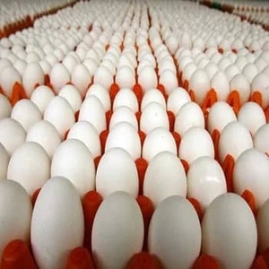 Huevos de Gallina Blancos Frescos, Conservados, Congelados y Cocidos para Uso Alimentario - Product Image 2