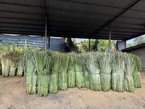 Feuilles de palmier séchées naturelles, feuilles de palmier séchées au soleil, feuilles de palmier séchées en gros, feuilles de palmier séchées de haute qualité - Product Image 5
