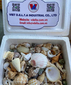 Coquillages exquis, beauté naturelle pour la décoration mondiale |   Commande en gros du Vietnam - Product Image 5