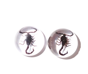Cabujón de Plástico con Espécimen Real de Escorpión Negro, Redondo, 19x19 mm, Base Plana Transparente, para Manualidades y Joyería - Product Image 1