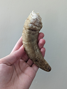 Cuernos Naturales de Carnero y Oveja de Alta Calidad de la India para Masticar para Perros, de OCEAN EXPORT a Precios Económicos - Product Image 2