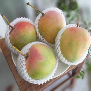 2026 Premium Quality Organic Fresh Alphonso Mango Grade AA 25kg Best Price Top Quality and Large Stock Fast <b>Shipping</b> Austria - Product Image 1
