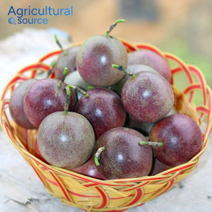 Fruta de La pasión de tendencia superior-Sabor agridulce orgánico 100% lleno de vitamina C Gran sabor Fruta de La pasión-De la fábrica de Vietnam - Product Image 3