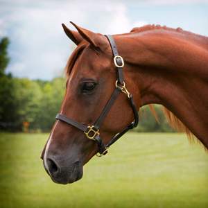 Correa de Cuero Genuino 100% para Caballos, Estilo Ecuestre Inglés, con Acolchado Suave, Cómoda y Duradera, Se Acepta OEM - Product Image 5