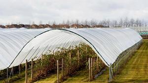 White Polyethylene Greenhouse Cover for Agricultural Use with Cutting Service - Product Image 2