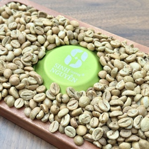 Granos de café verde Robusta vietnamita de alta calidad Proceso de miel natural 97% frutas maduras - Product Image 4