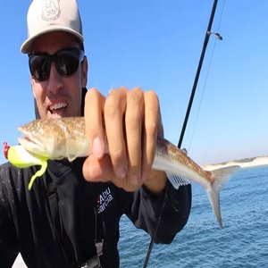 Poisson-lézard de qualité supérieure à prix abordable pour les acheteurs de produits de la mer recherchant des poissons frais de qualité pour la distribution au détail et les restaurants - Product Image 2