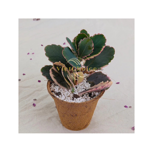 Macetas de Fibra de Coco Ecológicas VietChoice |   Hecho en Vietnam, Tamaños Personalizados de Alta Calidad |   Precio de Fábrica al por Mayor - Product Image 2