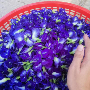 Supplier Bulk Premium Dried Butterfly Pea Flower Vietnam Export Quality Dried Butterfly Pea Flower For Tea Processing Use - Product Image 4