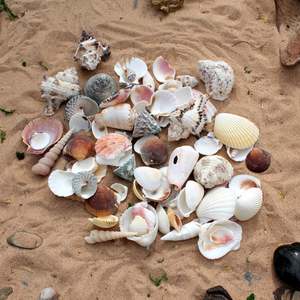 เปลือกหอยตกแต่งสำหรับงานแต่งงานและงานอีเว้นท์ธีมชายหาด - Product Image 6