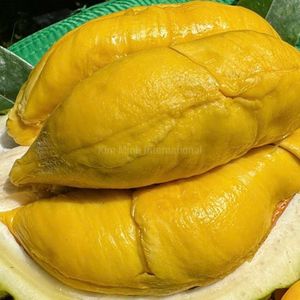 Durian Fresco al por Mayor |   Durian de primera calidad de Vietnam - Product Image 6