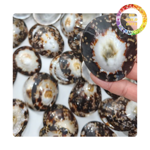 Wholesales High Quality Craft Sea Limpet Shell/ Sea Snail Shell Natural Green - Product Image 4