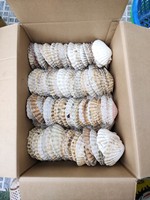 Coquilles de palourde naturelles en vrac, entièrement nettoyées, pour l'aménagement paysager et la décoration