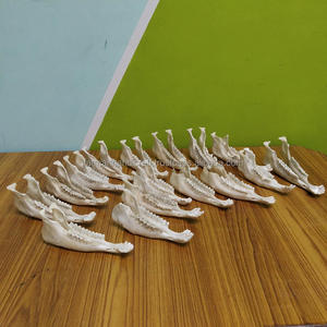 Os de chèvre poli à la main de haute qualité, blanc, naturel, décoration en os d'animal au meilleur prix - Product Image 6