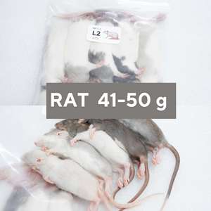 Ratas Congeladas M1 41-50g, Alimento Premium para Roedores, Venta al por Mayor, Comida para Reptiles Libre de Salmonella, Nutrición Bio-Enhanced - Product Image 1