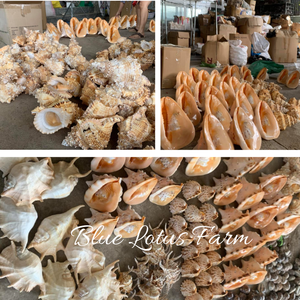 Estas conchas de vieira Pecten exquisitamente hechas, enormes y a buen precio del océano de Vietnam son de gran calidad - Product Image 2