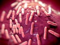 Poudre blanche de probiotiques Lactobacillus Bulgaricus de marque IGC, 5 à 100 milliards UFC/g, soutien immunitaire, soins de santé, fabriqué en Maharashtra, sous film.