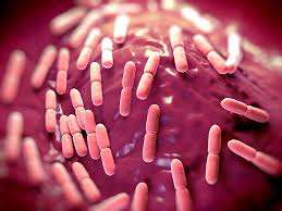 โปรไบโอติก แลคโตบาซิลลัส บูลการิคัส ยี่ห้อ IGC ผงสีขาว 5-100 พันล้าน CFU/กรัม เสริมภูมิคุ้มกัน ผลิตในมณฑลมหาราษฏระ - Product Image 3