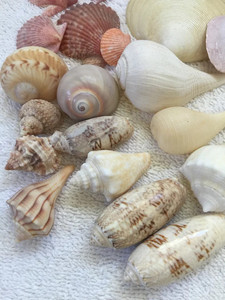 CONCHALES SELECCIONADOS A MANO PARA DECORACIÓN DE HOGARES COSTEROS, ARREGLOS FLOREALES PARA BODAS Y EVENTOS ESPECIALES - Product Image 2