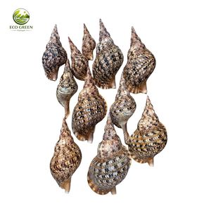 เปลือกหอยธรรมชาติ Cypraea Caurica ขัดเงาเคลือบเงา ขนาดสั่งทำพิเศษ สำหรับงานศิลปะพื้นบ้านและของสะสม - Product Image 5