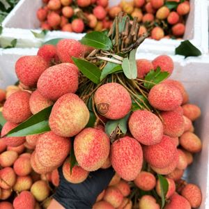 Fruits de litchi frais naturels du Vietnam, qualité supérieure, saveur sucrée, étiquette privée OEM disponible - Product Image 5