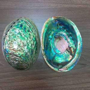 Coquille d'ormeau naturelle brute pour la décoration intérieure et l'artisanat, aux couleurs irisées et de forme organique - Product Image 6