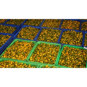 67.6 floz VINUT jus d'ananas rouge avec citron vert et menthe (taille de la famille) ligne de production de jus d'ananas fournisseurs de jus - Product Image 2
