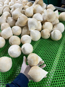 มะพร้าวขัดเงาทั้งลูก Coco fresco pulido Coco fresco polido สำหรับผู้ซื้อ (WA +84914319488) - Product Image 5