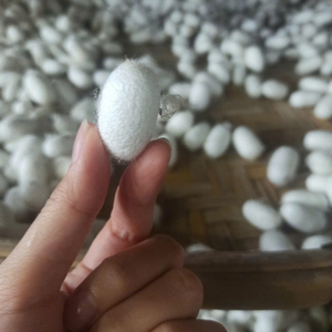 Selected Silk Cocoon Cotton For Textile <b>Mills</b> From Vietnam For Wholesale Luxury Cloth Production Lines 99 Gold Data - Product Image 1