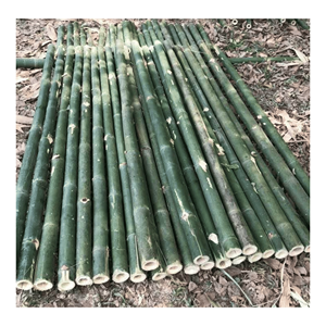 Poteau en bambou naturel fabriqué à partir de matériaux de bambou sélectionnés pour la construction et la fabrication de cadres de meubles au Vietnam - Product Image 6