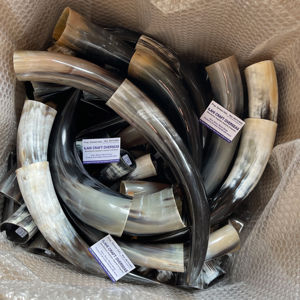 Paire de cornes de bison polies pour décoration murale, design Art Déco écologique, grandes tailles 10 et 18 pouces, pour mariage, anniversaire, Nouvel An, nouveauté - Product Image 1