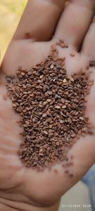 Semillas de Sésamo Marrón de Primera Calidad, Proveedor Mayorista para el Mercado Alimentario Global, Disponibles para la Venta en Restaurantes - Product Image 4