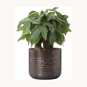 Cesta colgante de lujo para plantas con arte botánico refinado para decoración de balcones, patios y jardines. - Product Image 5