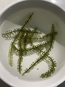 สาหร่ายมรกตแห้งจากเวียดนาม ผู้ผลิตขายส่ง สาหร่ายคาวิอาร์สีเขียวอบแห้งธรรมชาติสำหรับส่งออก - Product Image 5