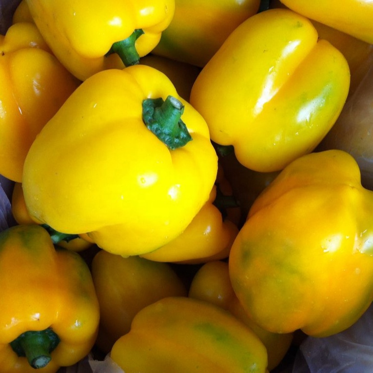 Lonceng Merica atau Capsicum Warna Segar dengan Merah Hijau Kuning Asal Vietnam