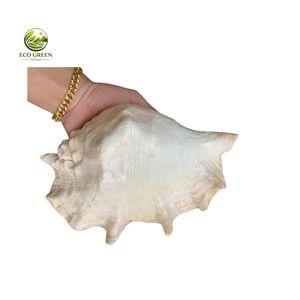Coquillages décoratifs mixtes en gros pour l'artisanat, les aquariums et la décoration de mariage - Product Image 1