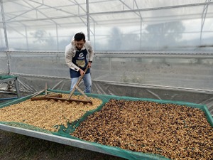 กาแฟโรบัสต้าเวียดนามคุณภาพสูง เมล็ดกาแฟคั่วกลาง ได้รับการรับรองมาตรฐาน HACCP - Product Image 5