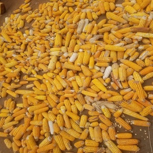 ข้าวโพดเหลืองแห้งคุณภาพสูงสำหรับมนุษย์และสัตว์ ไม่ใช่พืช GMO อายุการเก็บรักษา 24 เดือน - Product Image 5