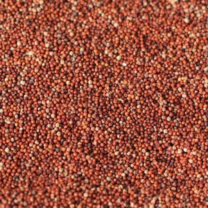 Grano de sorgo rojo secado naturalmente para alimentación animal de alto valor nutricional, consumo humano e industria de procesamiento de alimentos. - Product Image 5