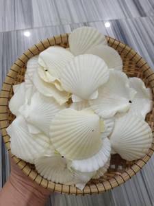 Coquillages de cauris blancs minuscules bruts faits à la main, toucher réel, artisanat animalier, remplisseurs de vase DIY, peinture, décoration de mariage sur la plage, naturel - Product Image 2